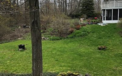 My Fight In The Garden